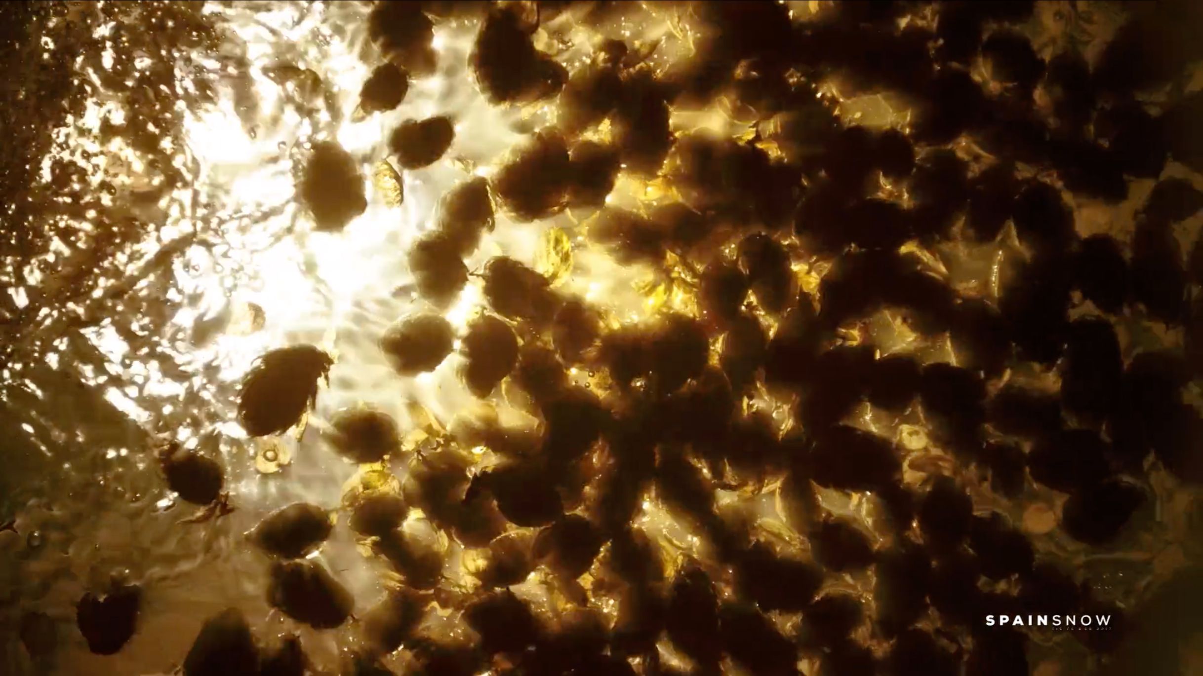 Cerve-Cero,  San Miguel 0.0 by Alejandro H. Madrid - Cinematographer